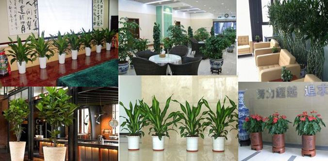 花木租賃.jpg 花木租賃.jpg
